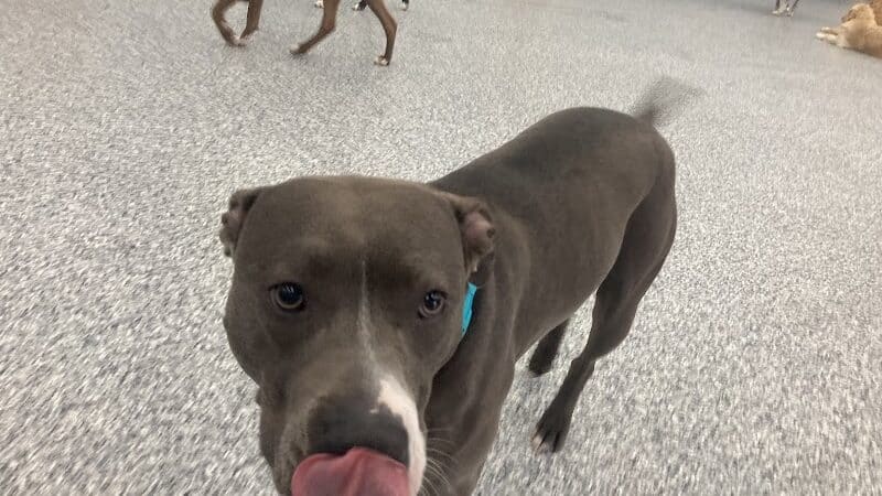 PawsCLE - Cleveland Heights, OH