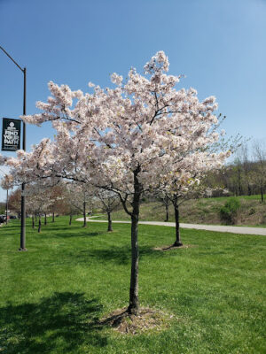 Brookside Reservation Sakura Grove Picnic Area