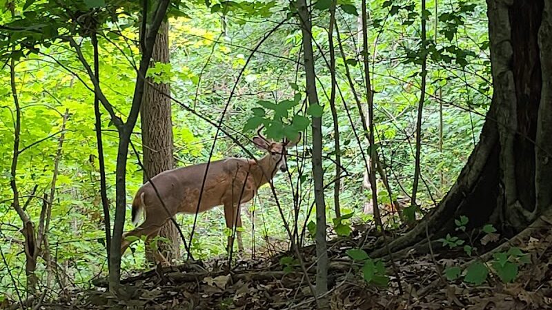 Cleveland Metroparks Meadow Ridge Picnic Area - Cleveland, OH