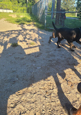 Dog Park