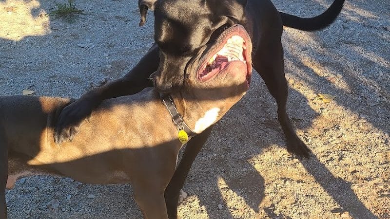 Dog Park - Cleveland, OH