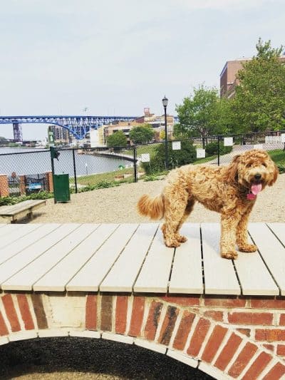 Downtown Cleveland Dog Park - Cleveland, OH