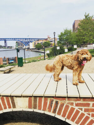 Downtown Cleveland Dog Park
