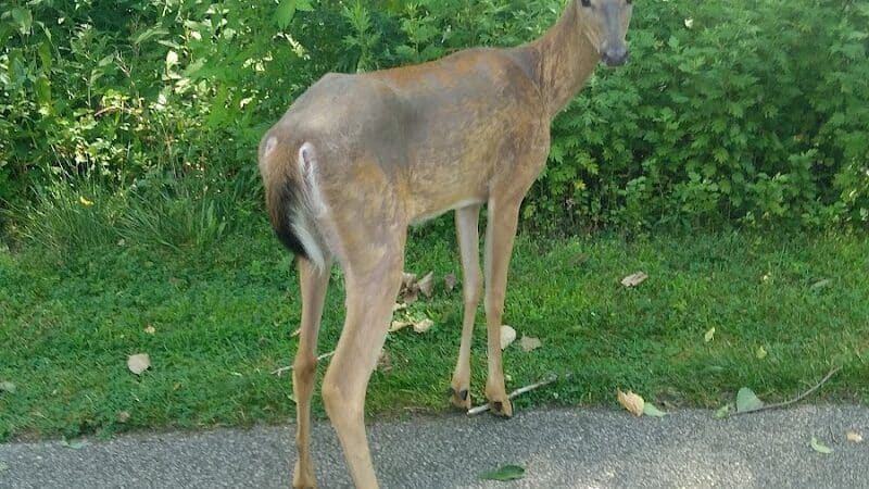 Harmody Park - Cleveland, OH