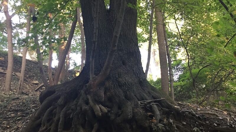 Harmody Park - Cleveland, OH