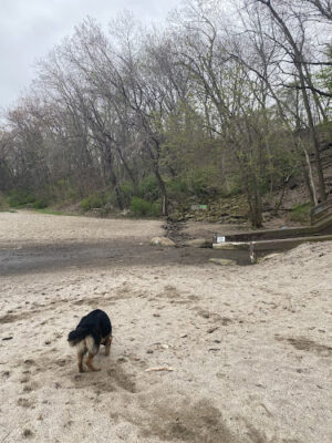 K-9 Coastline