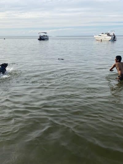 K-9 Coastline - Cleveland, OH