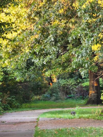 Mohican Park - Cleveland, OH