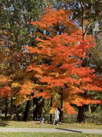 North Mastic Picnic Area, Rocky River Reservation - Cleveland, OH