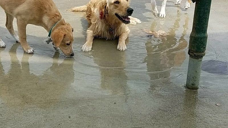 Simmonds Family Dog Park - Cleves, OH