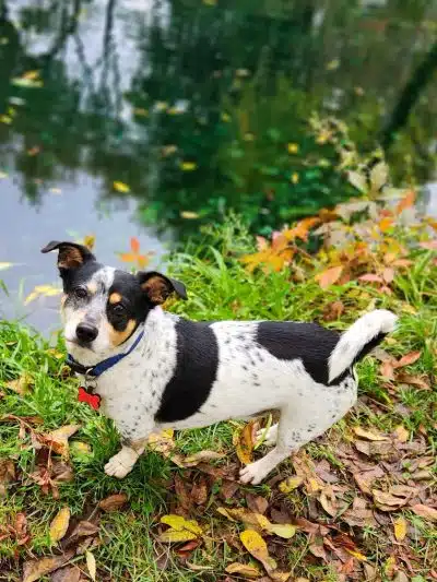 Clinton Dog Park - Clinton, IA