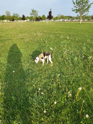 Coldwater dog park
