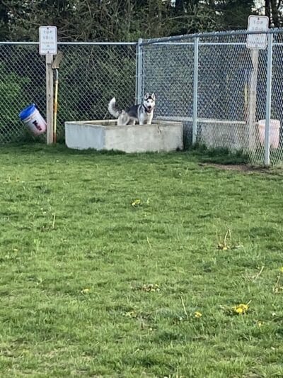 Public dog park - Coldwater, MI