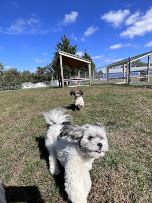 Public dog park