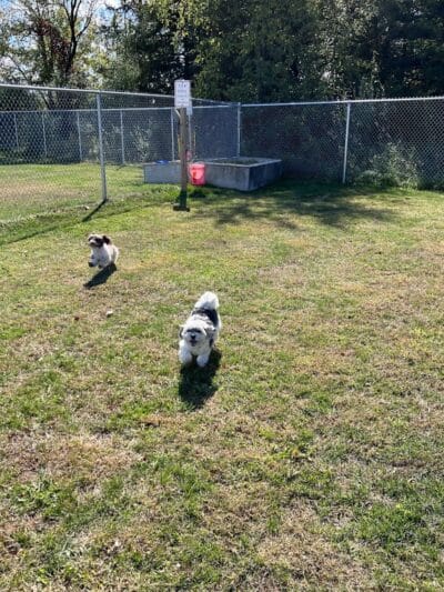 Public dog park - Coldwater, MI