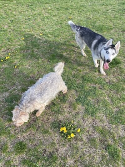 Public dog park - Coldwater, MI