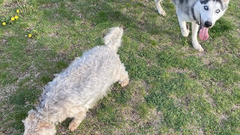 Public dog park - Coldwater, MI