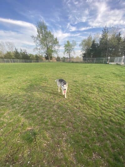 Public dog park - Coldwater, MI