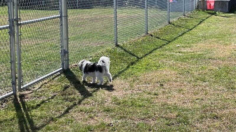 Public dog park - Coldwater, MI