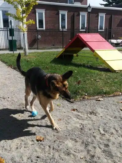 Mutts on Main Dog Park Members Only - Collinsville, IL