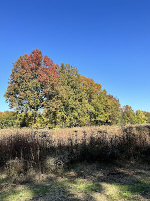 Dorlon Reservation