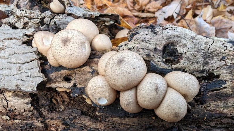 Oxbow Trail, Columbia Reservation - Lorain County Metro Parks - Columbia Station, OH