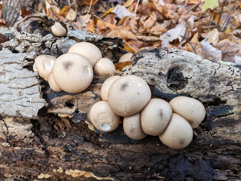 Oxbow Trail, Columbia Reservation - Lorain County Metro Parks - Columbia Station, OH