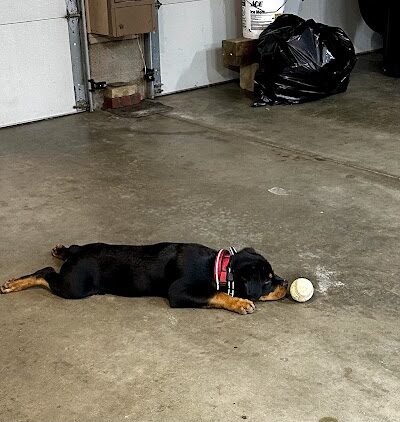 Camelot Canine - Columbiana, OH