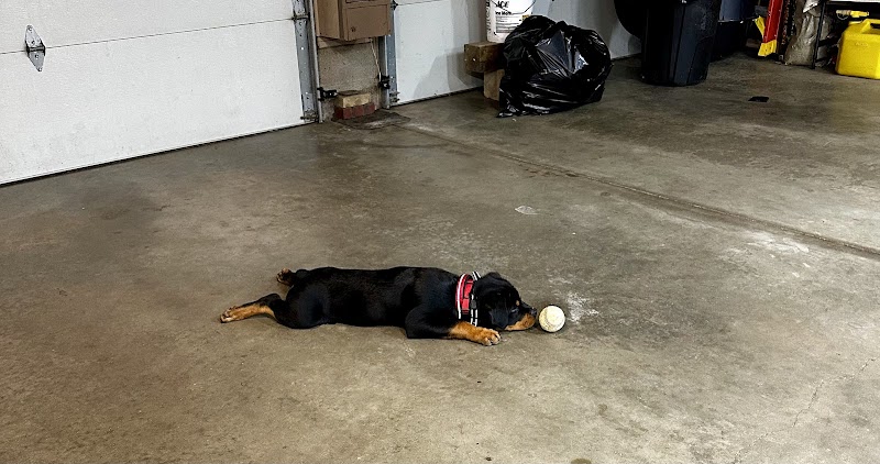 Camelot Canine - Columbiana, OH