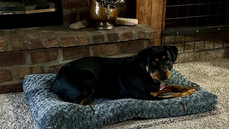 Camelot Canine - Columbiana, OH