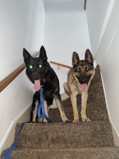 Camelot Canine - Columbiana, OH