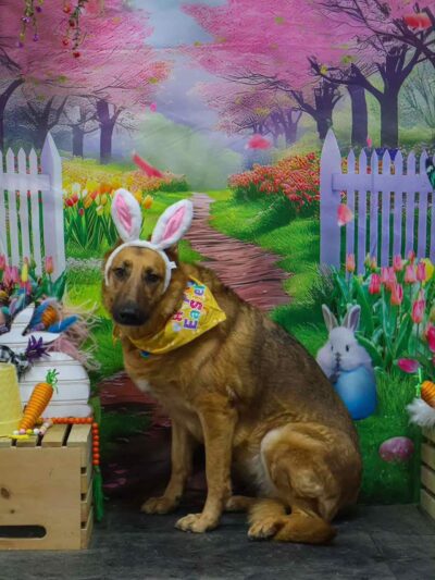 Camelot Canine - Columbiana, OH
