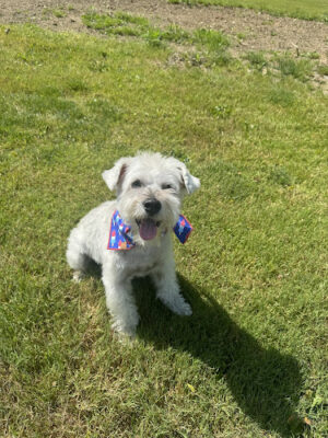 Doggone Stylish