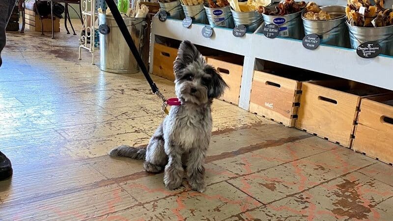 Paws on Main - Columbiana, OH