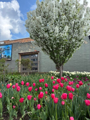 Pocket Park