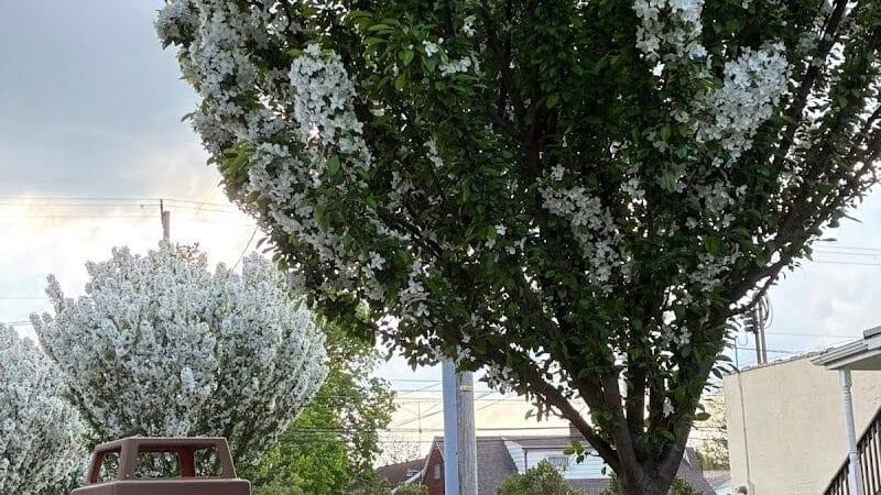 Pocket Park - Columbiana, OH