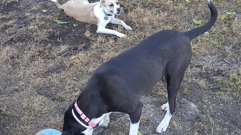 Columbus City Dog Park - Columbus, GA