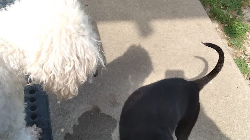 Columbus City Dog Park - Columbus, GA