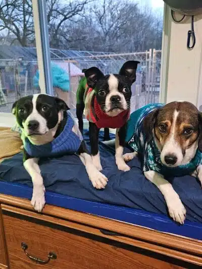 AOKO-K9 Connections - Columbus, OH
