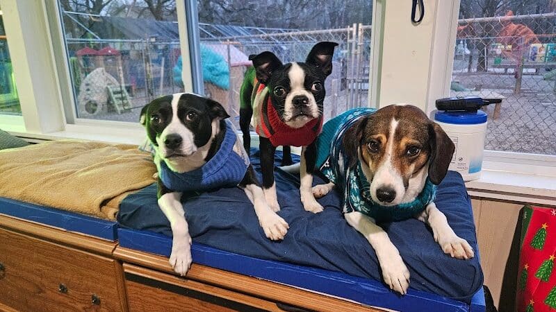 AOKO-K9 Connections - Columbus, OH