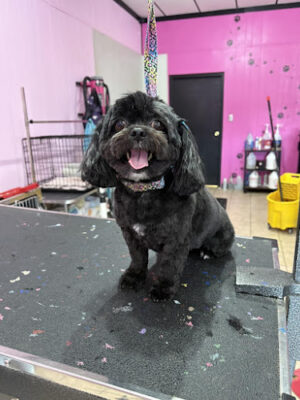 Barkin Dogs & Waggin Tails Pet Salon