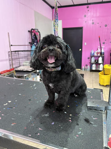Barkin Dogs & Waggin Tails Pet Salon