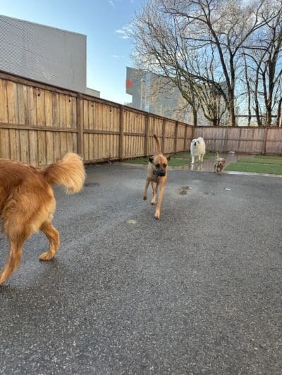 Barks and Rec - Columbus, OH