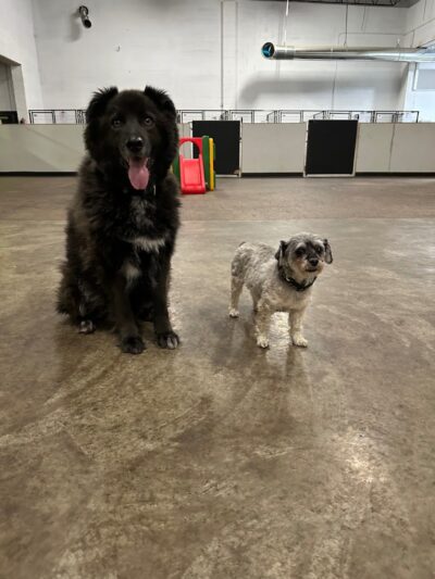 Barks and Rec - Columbus, OH