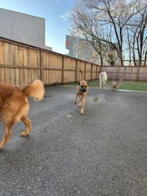 Barks and Rec