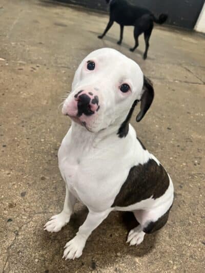 Barks and Rec - Columbus, OH