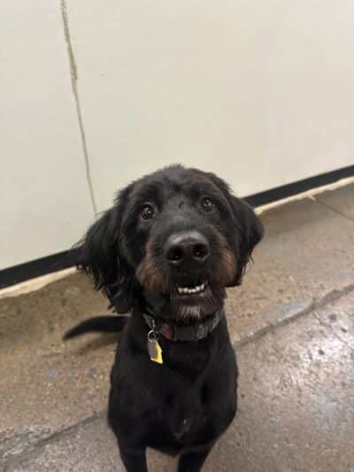 Barks and Rec - Columbus, OH