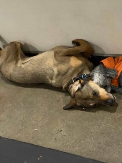 Barks and Rec - Columbus, OH