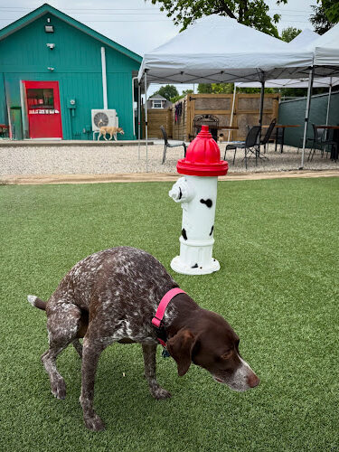 Bumble's Backyard