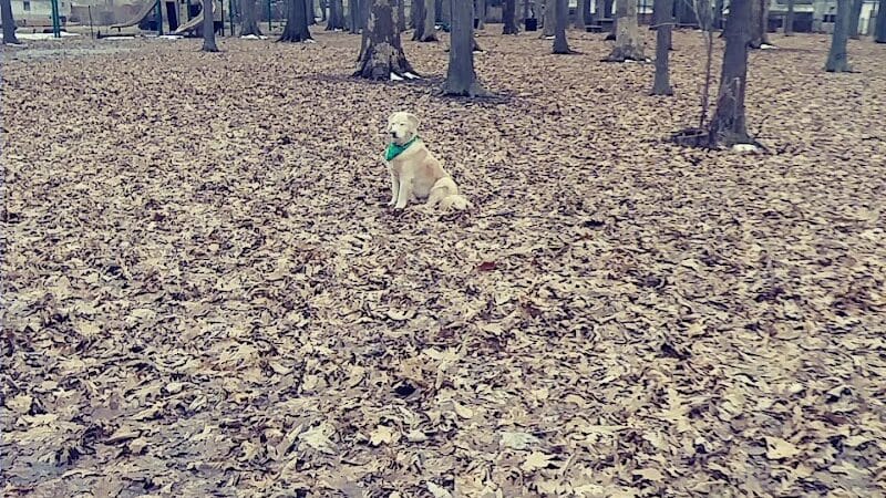 Chaseland Park - Columbus, OH